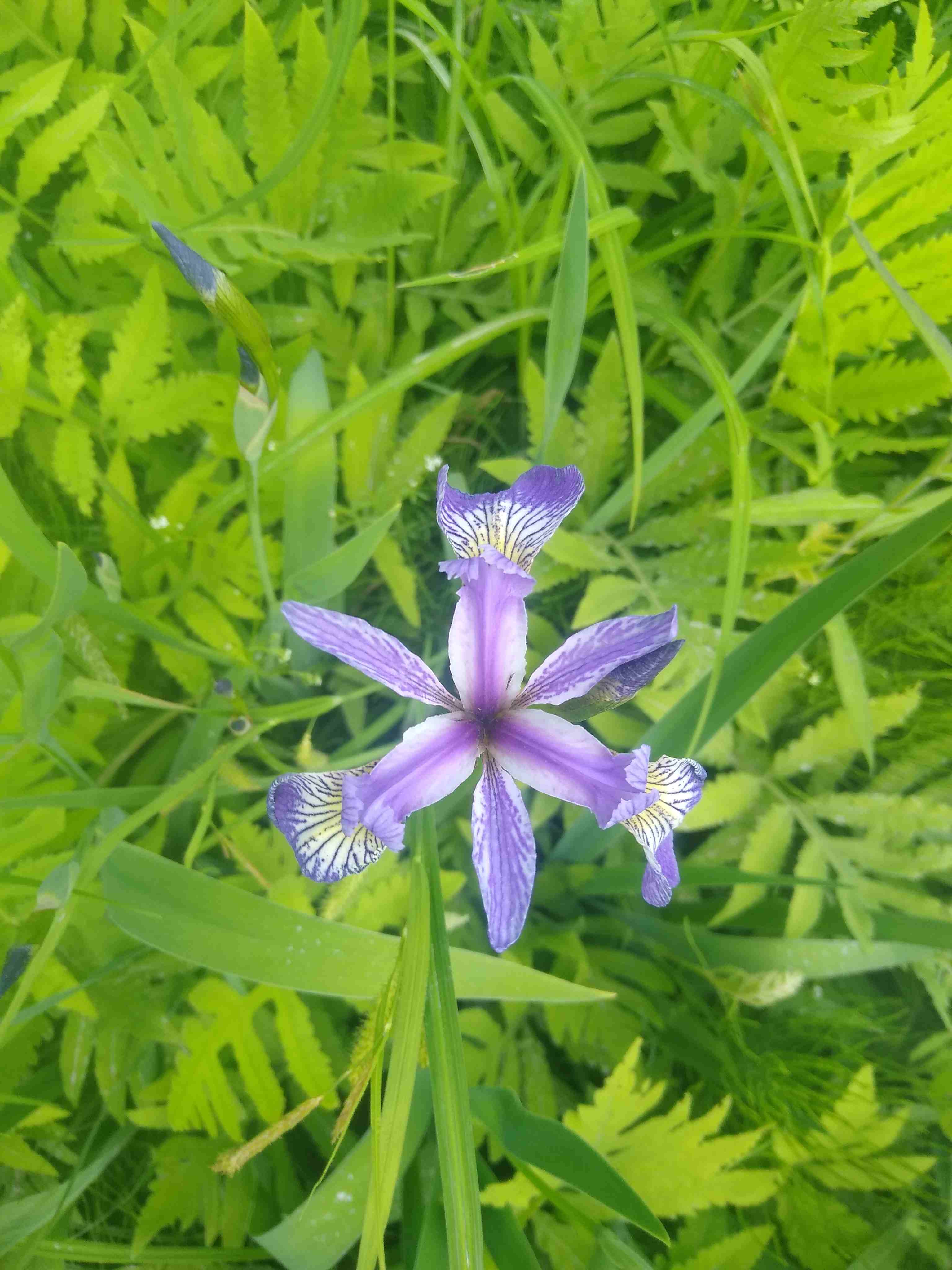 鳶尾花